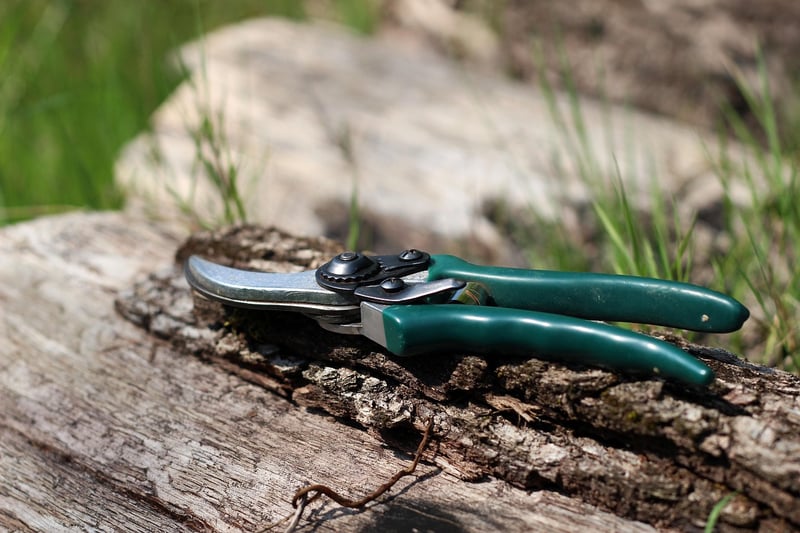 Dragon Pruning