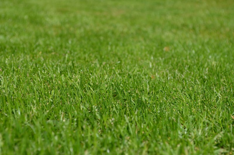 Whimsical Greenery