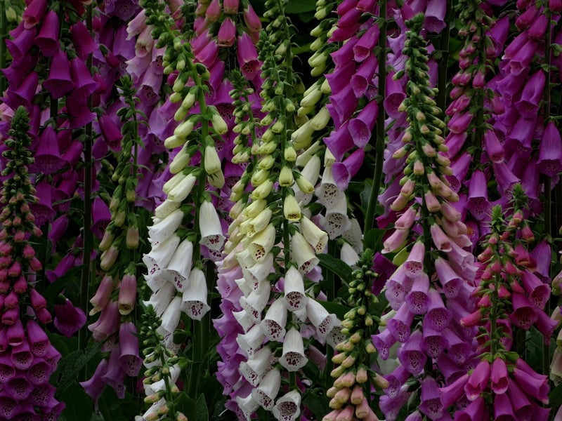 Foxglove